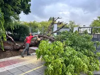 Susto en el instituto Gregori Maians de Oliva: se desploma un árbol por la tormenta matutina