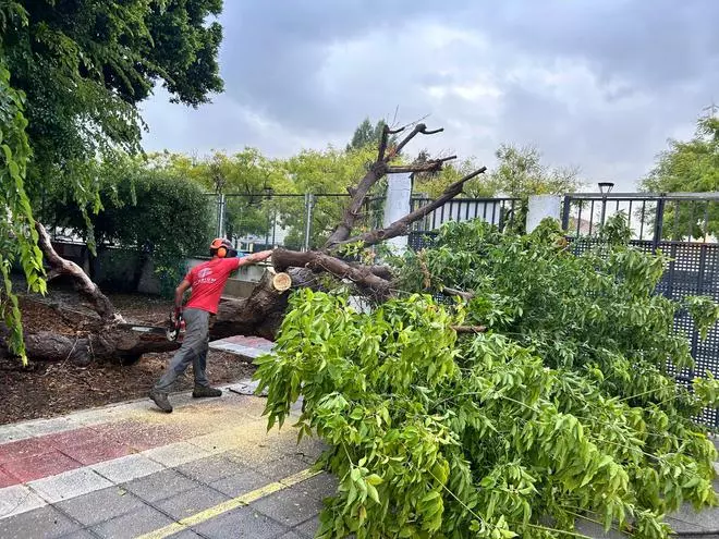 Susto en el instituto Gregori Maians de Oliva: se desploma un árbol por la tormenta matutina