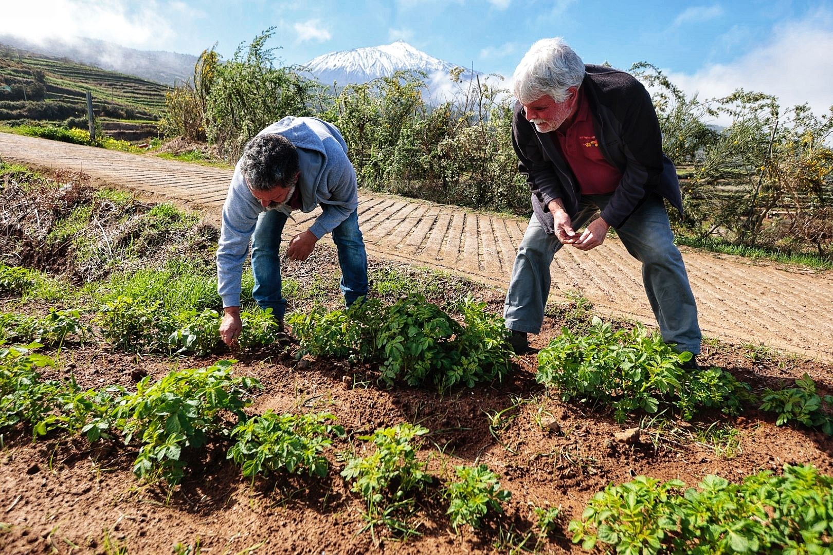 Reportaje sobre los productores de papa bonita en Icod el Alto