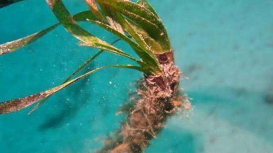 Seegraswiesen im Hafen von Sóller sind stark beschädigt