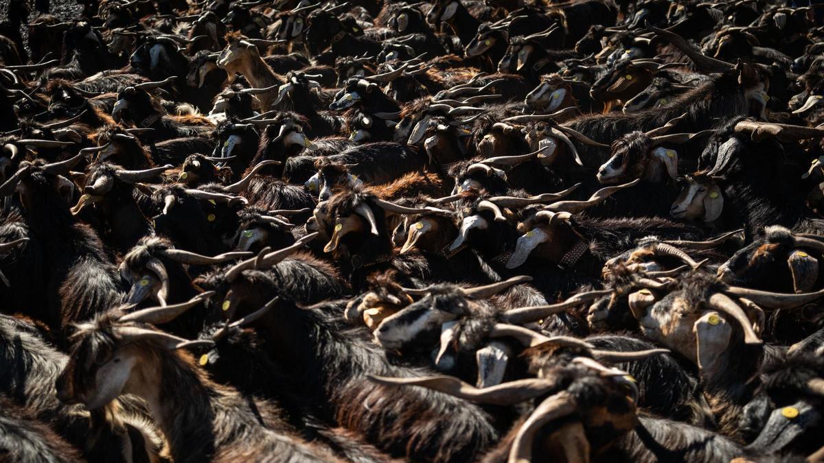 Un rebaño de cabras en el norte de Tenerife.