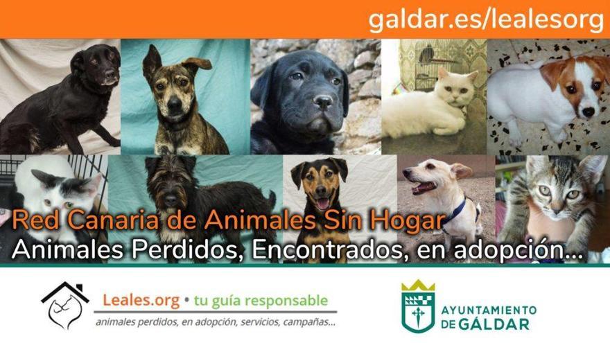El Ayuntamiento de Gáldar se adhiere a la Red Canaria de Animales sin hogar