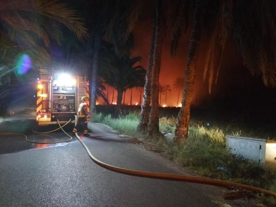 Más de 7.000 palmeras quemadas en varios incendios casi simultáneos en el Camp d''Elx