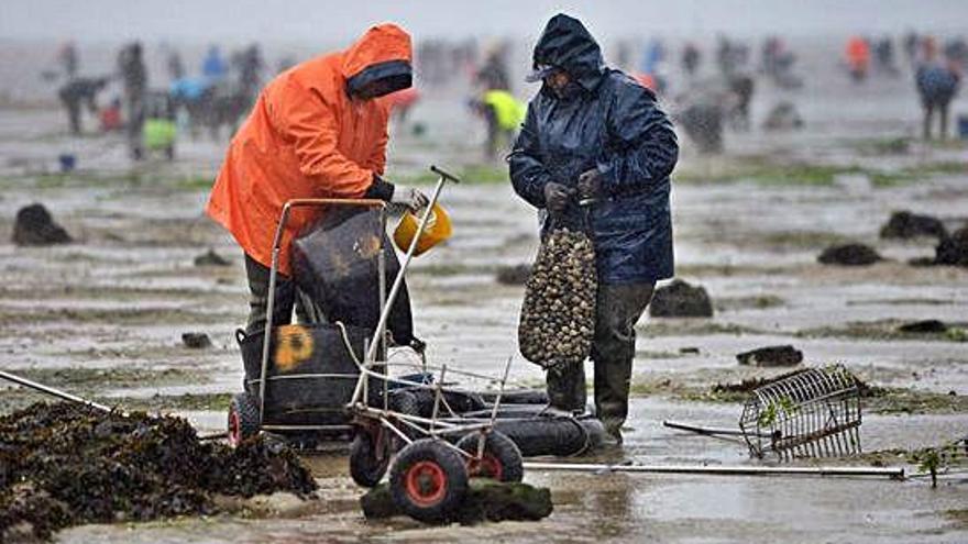 Mariscadoras de a pie durante la extracción de almeja.