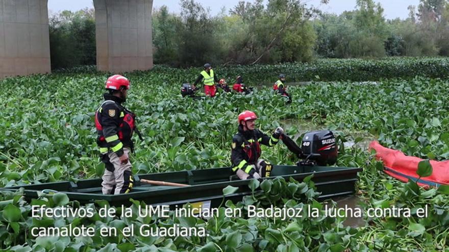 La UME lucha contra el camalote en Badajoz