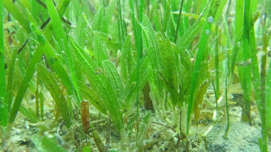 Una planta submarina invasora ayuda a capturar carbono de la atmósfera