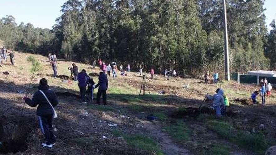 Diferentes imágenes tomadas ayer en Monte das Flores (O Grove) durante la plantación de árboles micorrizados a manos de alumnos del colegio Conmeniño.  //  Muñiz