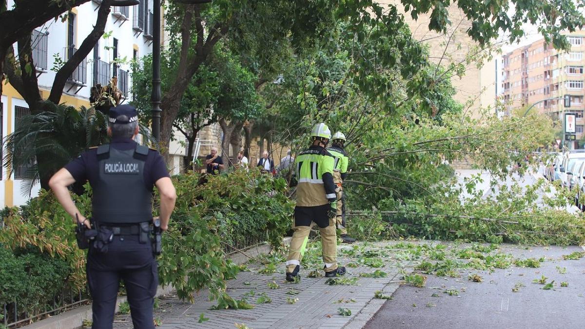 Un policía local observa como los bomberos retiran ramas y un árbol caído en la avenida de las Ollerías, frente al Chimeneón, este jueves, en que se esperan fuertes rachas de viento en Córdoba.