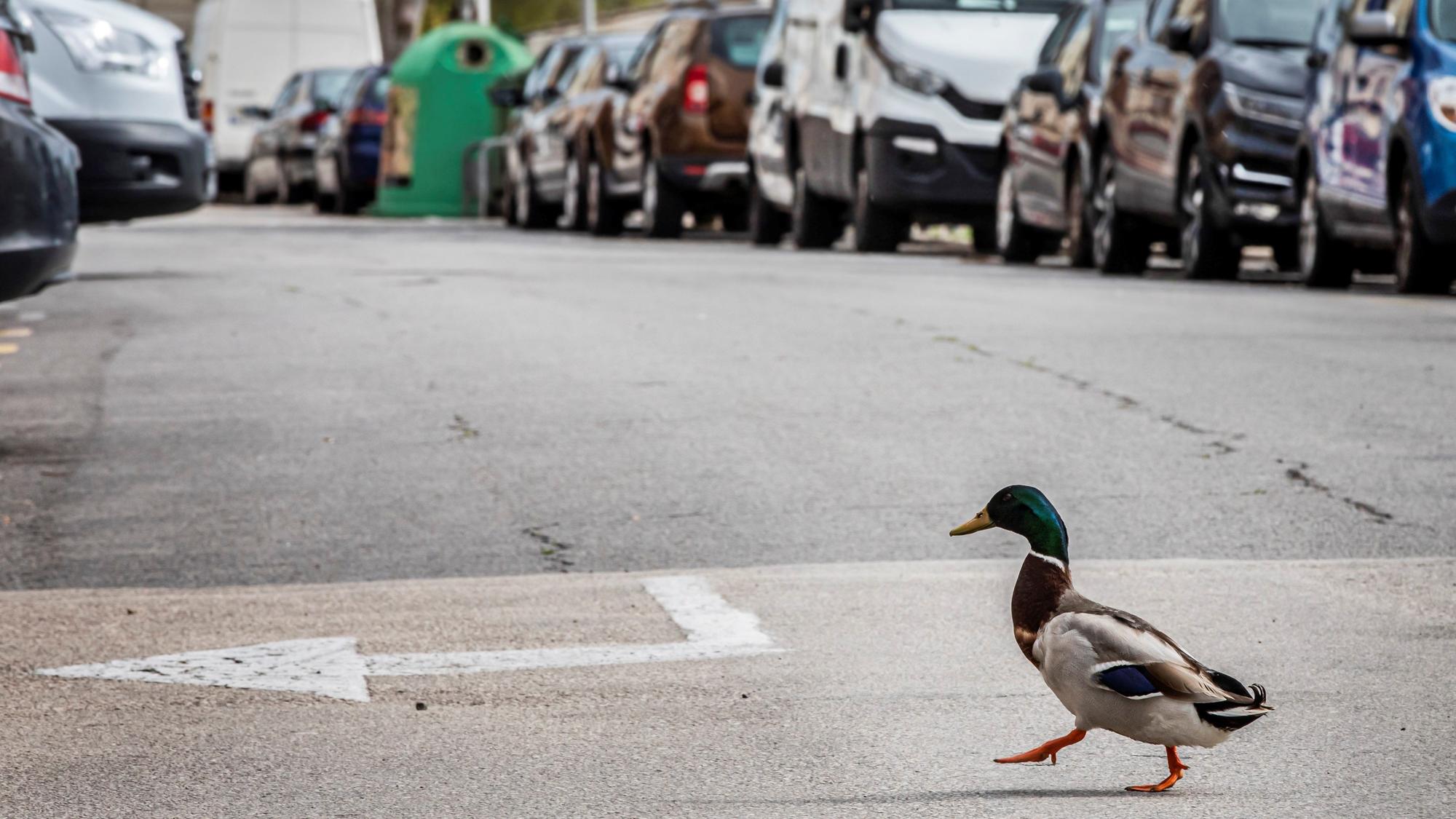 Un pato se pasea por una calle de Cullera (Valencia), en marzo de 2020.