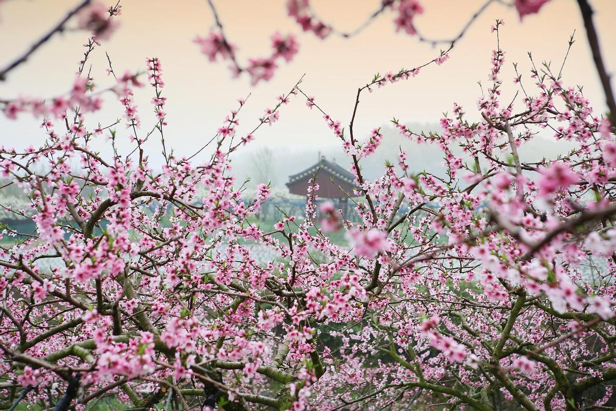 Japón es un destino perfecto para visitar en abril.