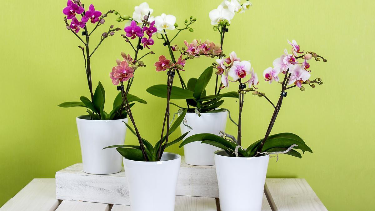 Las orquídeas son una de las flores mas bonitas que puedes tener en casa.