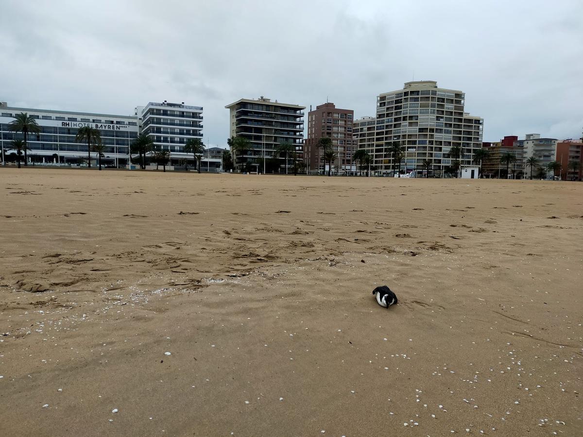 Ejemplar de alca común, fallecido en Gandia.