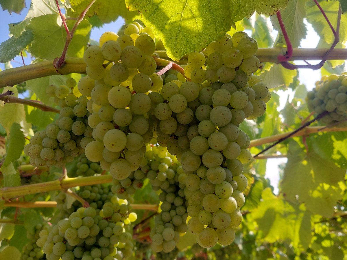 Racimos de uva albariña en pleno proceso de pintado en la subzona Val do Salnés.