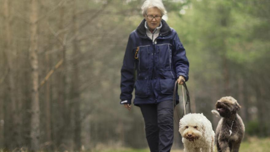 Passejar el gos té efectes positius per a la salut de les persones grans.