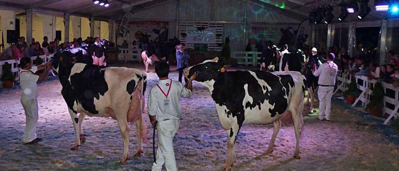 Concurso nocturno de raza frisona el año pasado.