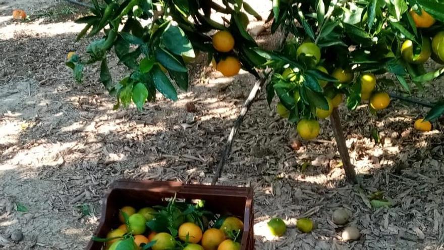 Roban 2.000 kilos de naranjas en una parcela entre Nules y Artana