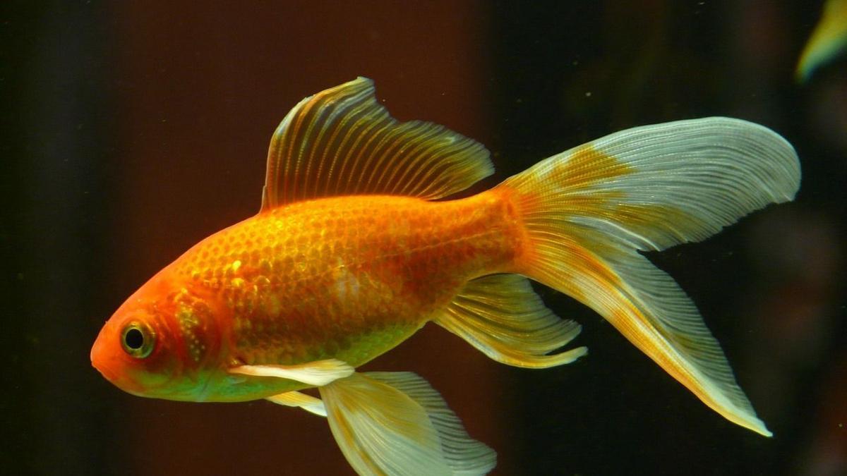 Un pececito dorado de acuario, peligro para los ecosistemas