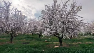 La "película" de los fondos de inversión y la almendra