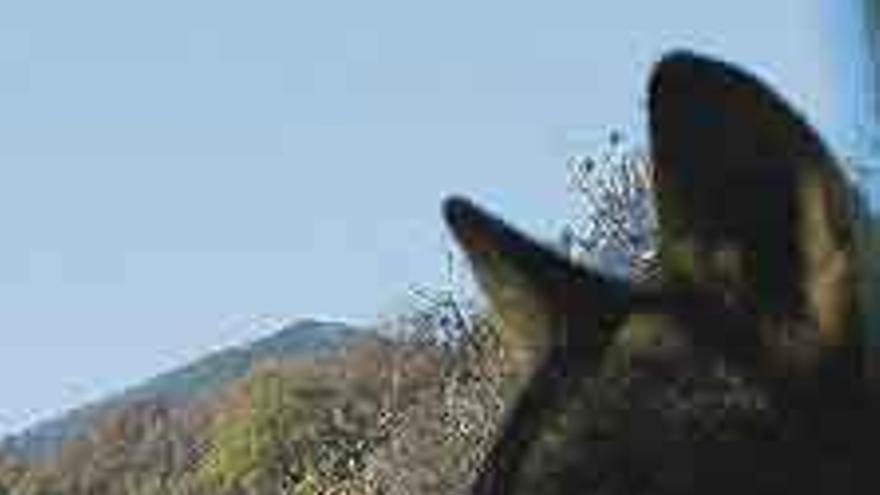 Un lobo ibérico.