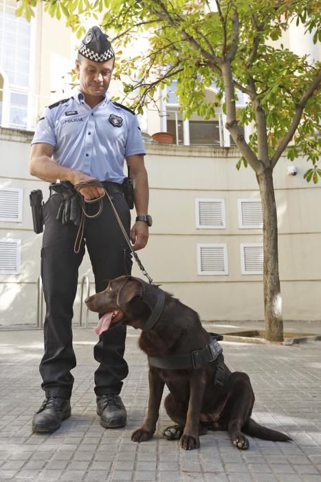 Kira, el nou efectiu de la Unitat Canina de Girona