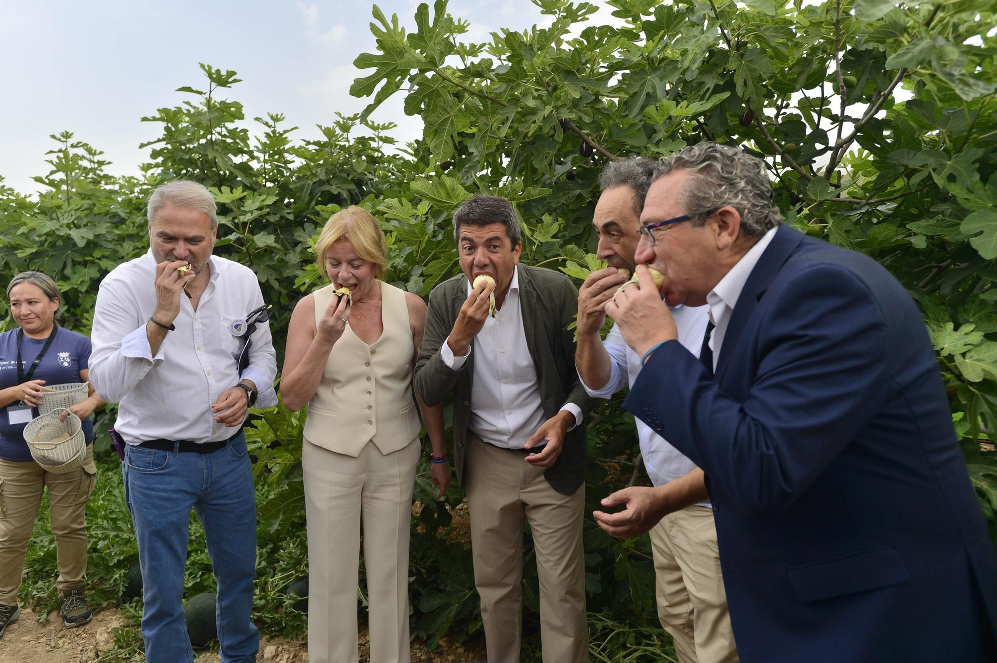 Acto simbólico del arranque de la campaña de breva colar de Albatera