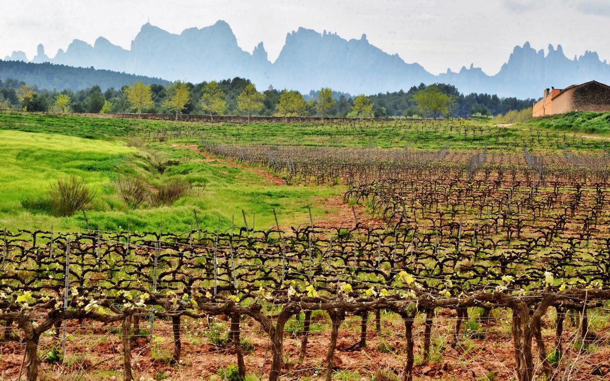 Vinyes del Bages