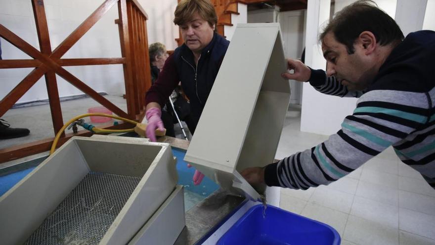 Pura Álvarez y Olegario Muñiz, lavando angulas en el inicio de la campaña del año pasado en San Juan de la Arena