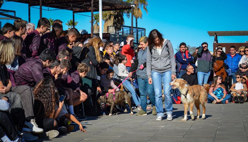 Fundación Bioparc y AUPA celebran el 15º Desfiles de perros abandonados