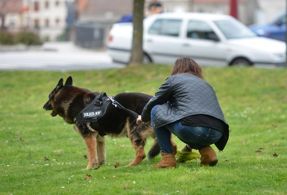 Berry, el perro policía de Pontevedra