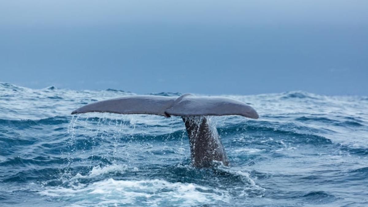 Azores, las islas de las ballenas