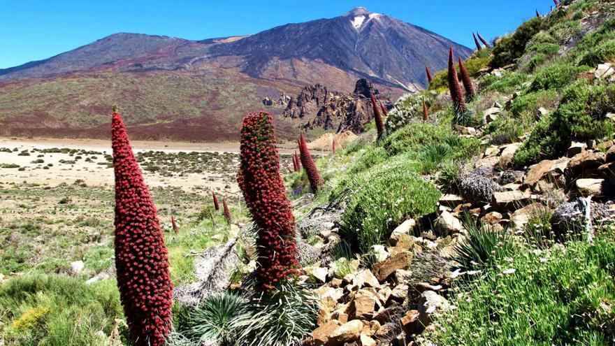 Tajinastes y retamar en el Parque Nacional del Teide.