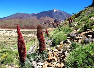Las plantas del Teide ‘escalan’ 700 metros hacia el pico en dos siglos