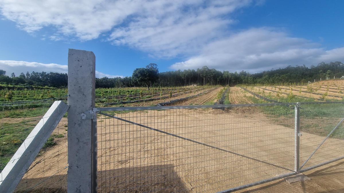 La plantación de Trabanca.