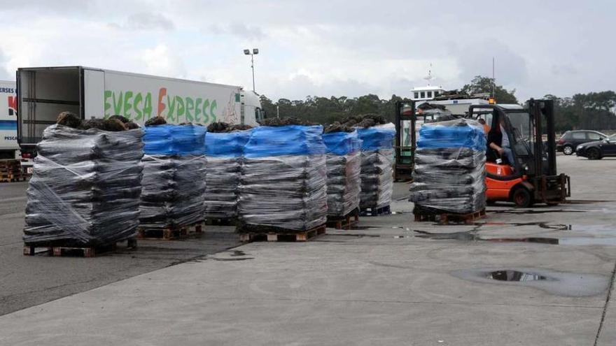 Más de media docena de palés de mejillón envalados y listos para cargar en el camión, ayer en Vilanova. // Noé Parga