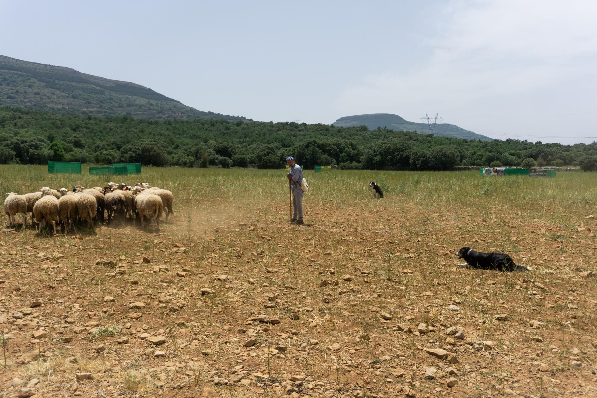 FOTOGALERÍA: Las imágenes del concurso de perros pastores de Ares del Maestrat