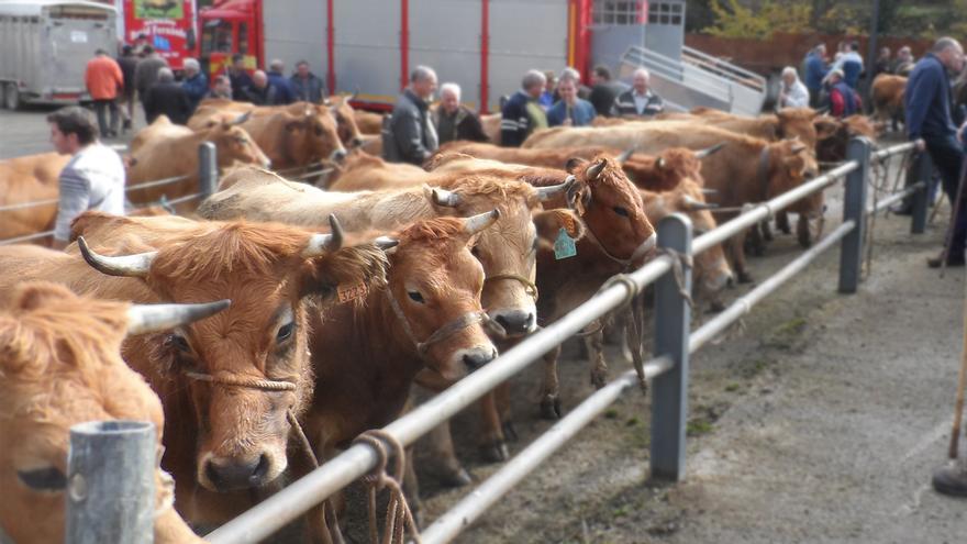 Esperanza para los ganaderos asturianos: la carne de vacuno se encarece un 35% y estos son los motivos