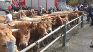 Esperanza para los ganaderos asturianos: la carne de vacuno se encarece un 35% y estos son los motivos