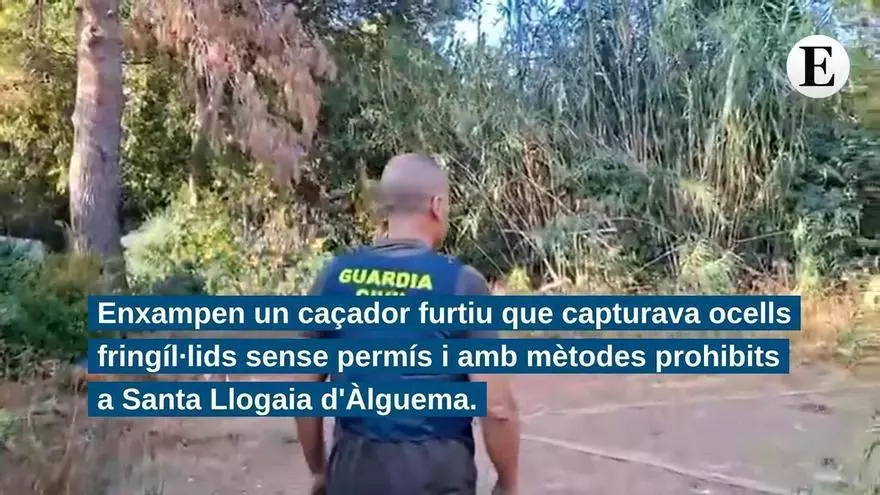 Enxampen un caçador furtiu que capturava ocells fringíl·lids sense permís i amb mètodes prohibits a Santa Llogaia d'Àlguema