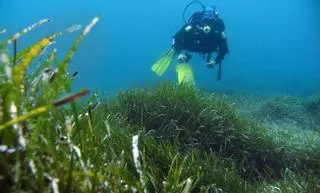 La posidonia desaparecerá de Baleares si la temperatura del mar sigue subiendo