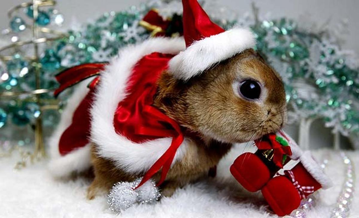 Un conill està vestit de Pare Noel en un acte de fotografia per celebrar el Nadal i l’Any del Conill al calendari del zodíac xinès, en una botiga de conills a Yokohama, al sud de Tòquio (Japó).