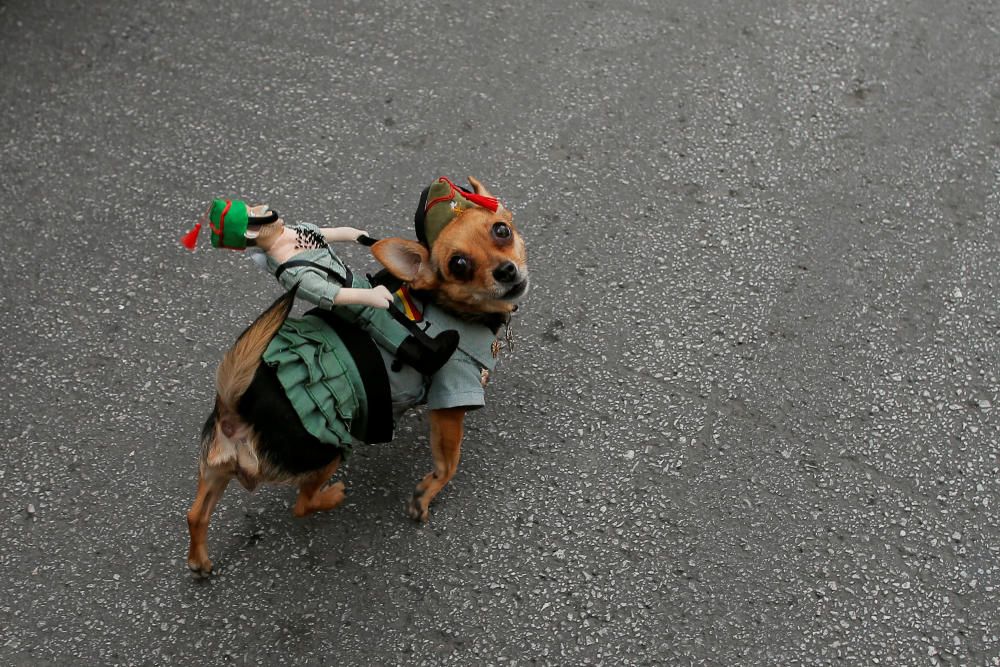 A dog is seen after Spanish legionnaires carried ...