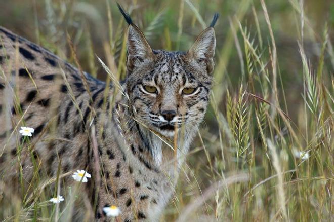 Lince ibérico, una de las especies más protegidas del Espacio Natural de Doñana