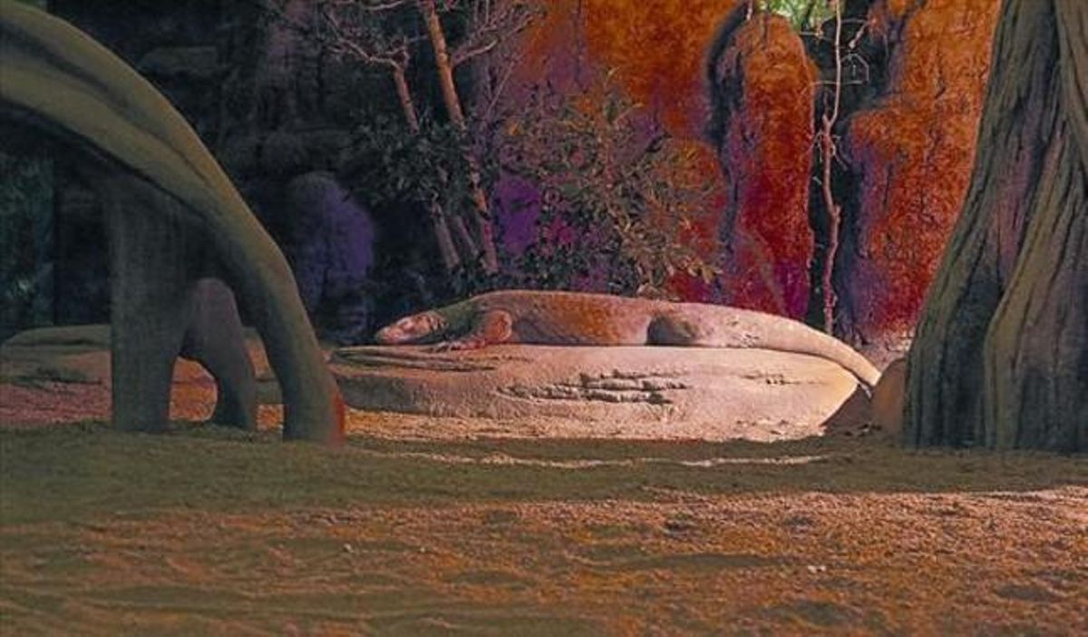 Guntur, un dels tres dragons de Komodo del Zoo de Barcelona, en braços de Morfeu, dimecres passat a la nit. Guntur, un dels tres dragons de Komodo del Zoo de Barcelona, en braços de Morfeu, dimecres passat a la nit.