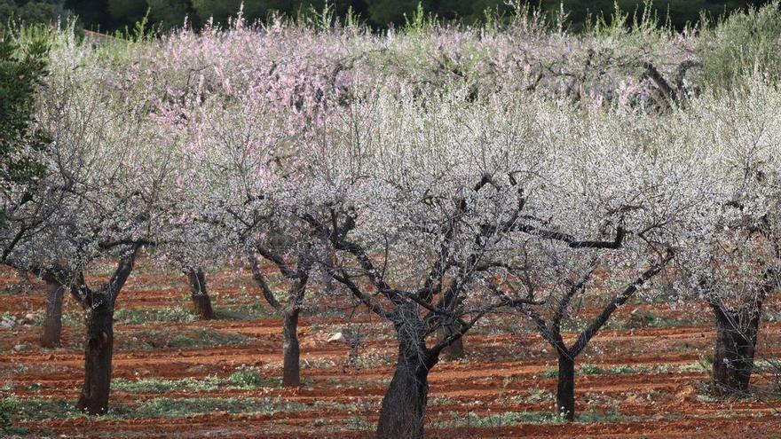 Una fábrica en Olivenza procesará hasta 250 toneladas de almendras diarias