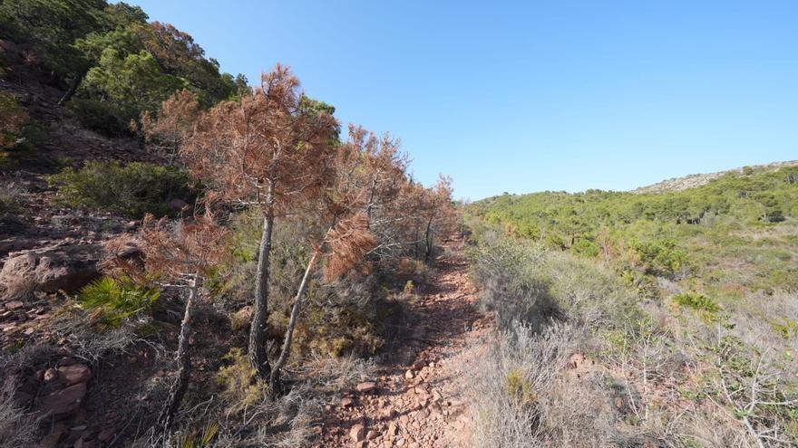 La falta de lluvia seca los pinos y alcornoques y dispara la alerta por fuego en Castellón