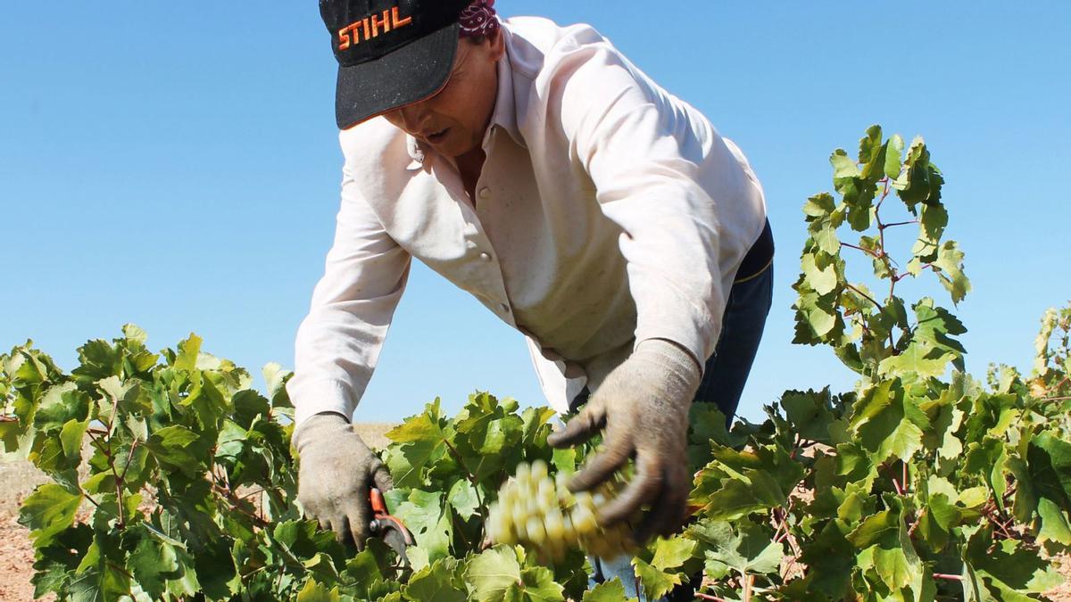 Un arancel del 200% aplicado al vino importado desde España amenaza con anular exportaciones que rozan los 6 millones de euros anuales.