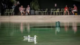 Temperaturas de hasta 37ºC este sábado en Canarias