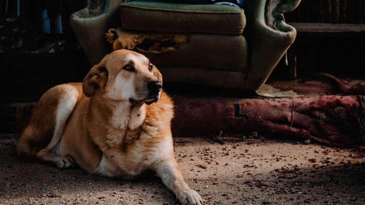 Los perros mutilados, como este al que le falta una pata, abundan en la protectora.