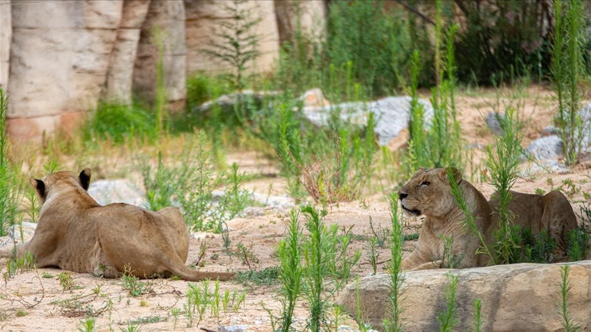 Leones