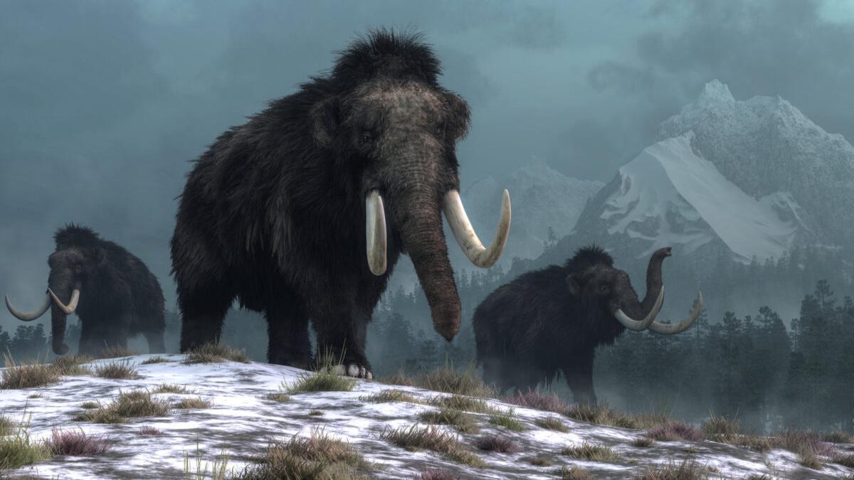 Los mamuts murieron por el cambio climático, no por el hombre